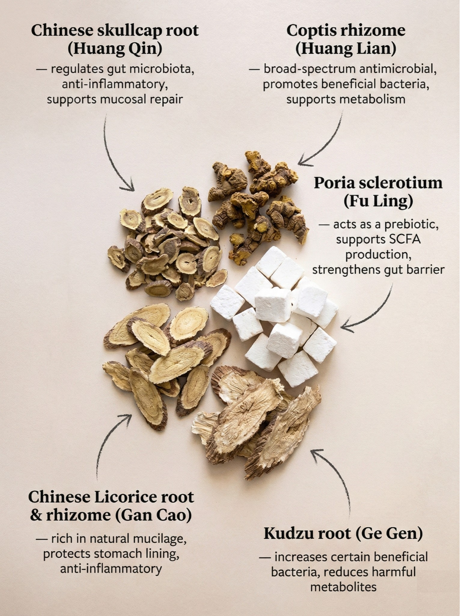 Why Western Guts Love Eastern Herbs