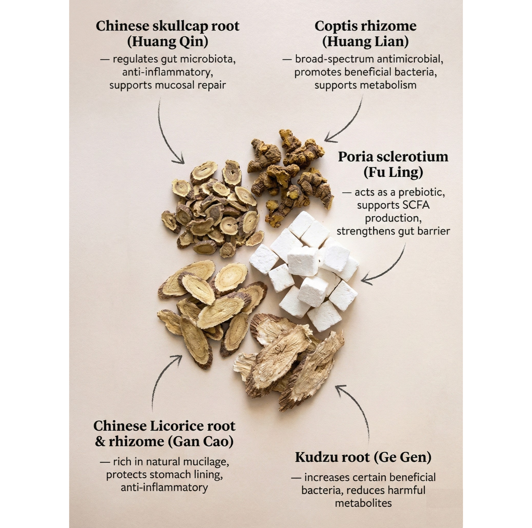 Natural Bowel Support Supplement for Gut Health | Traditional Chinese Medicine